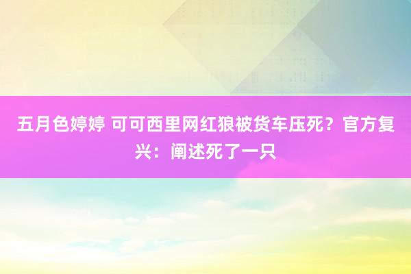 五月色婷婷 可可西里网红狼被货车压死？官方复兴：阐述死了一只
