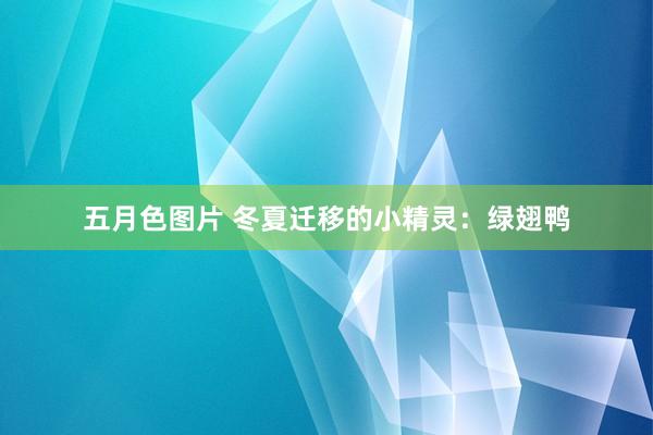 五月色图片 冬夏迁移的小精灵：绿翅鸭