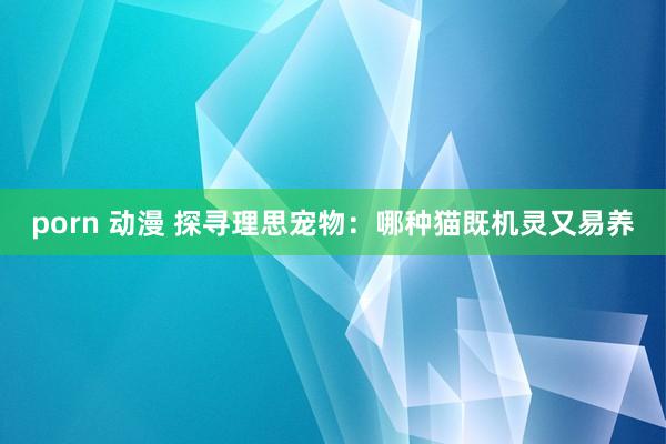 porn 动漫 探寻理思宠物：哪种猫既机灵又易养
