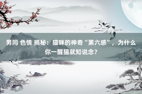 男同 色情 揭秘：猫咪的神奇“第六感”，为什么你一醒猫就知说念？